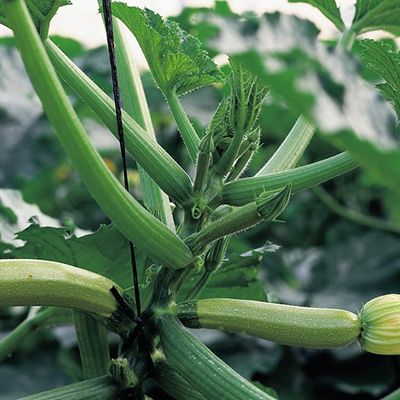 Купить семена кабачка "Дафна" F1 от Syngenta (10/500 семян)