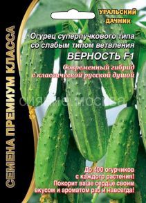 Огурец суперпучкового типа со слабым типом ветвления Верность F1 (Уральский Дачник)