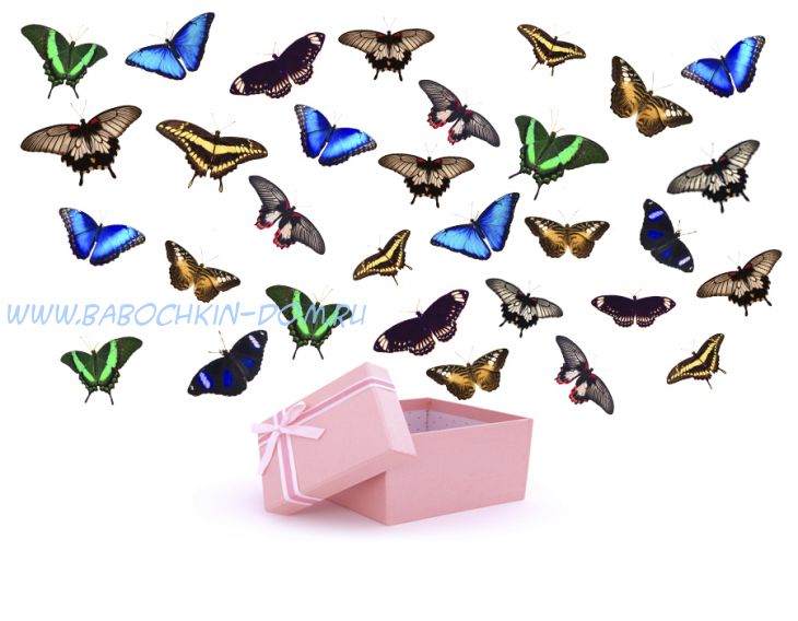 Салют из 31 бабочек с Морфо
