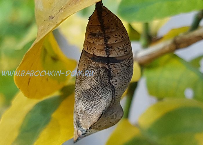 Куколка бабочки Doleschallia Bisaltide (Осенний Лист)