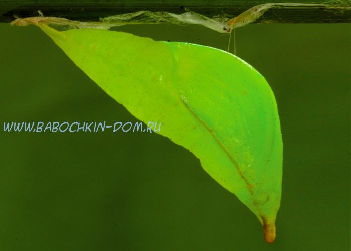 Куколка бабочки Hebomoia Glaucippe (Гебомоя Главк)