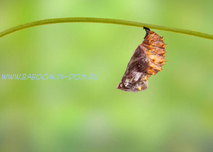Куколка бабочки Hypolimnas Bolina (Гиполимнас Болина)