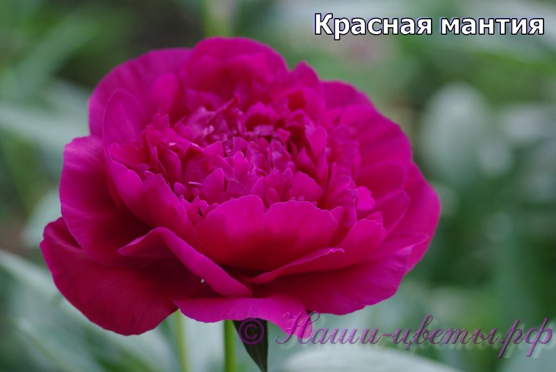 Пион травянистый 'Красная мантия' / Paeonia 'Krasnay Mantia'