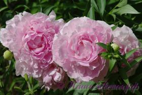 Пион травянистый 'Пинк Гийант' / Paeonia 'Pink Giant'