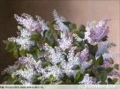 1560 Spray of Lilacs (large)