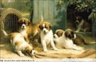 1676. St. Bernard Puppies