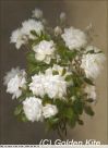 2105. White Roses