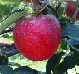 Яблоня Гала Фото