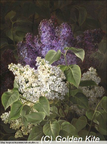 2773. Lilacs