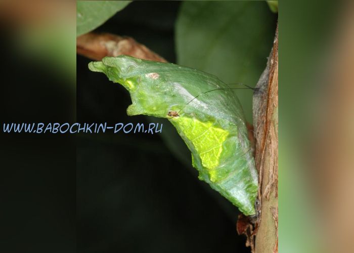 Куколка бабочки Papilio Rumanzovia (Парусник Румянцева)