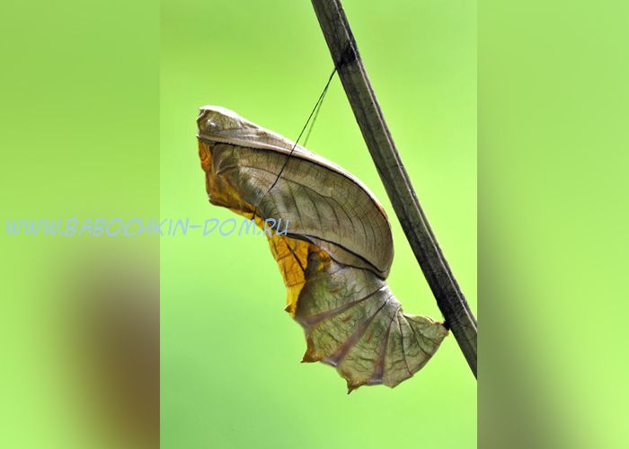 Куколка бабочки Troides Rhadamantus (Золотая Птицекрылка)