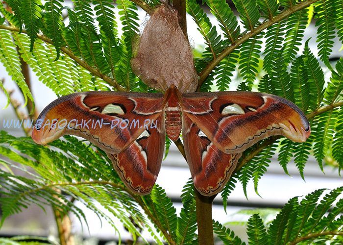 Живая бабочка Attacus Atlas (Павлиноглазка Атлас)