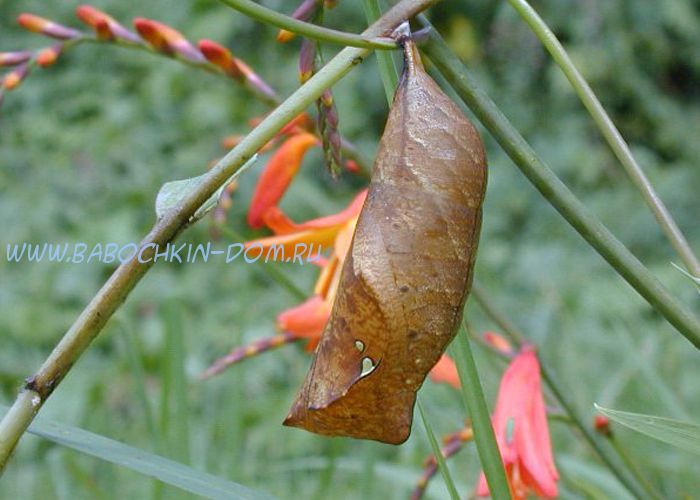 Куколка бабочки Caligo Atreus (Калиго Атрей)
