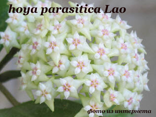 hoya parasitica Lao