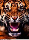 Алмазная вышивка «Рыжий злой тигр»