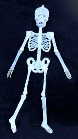 Скелет светящийся  пластиковый (150 см)