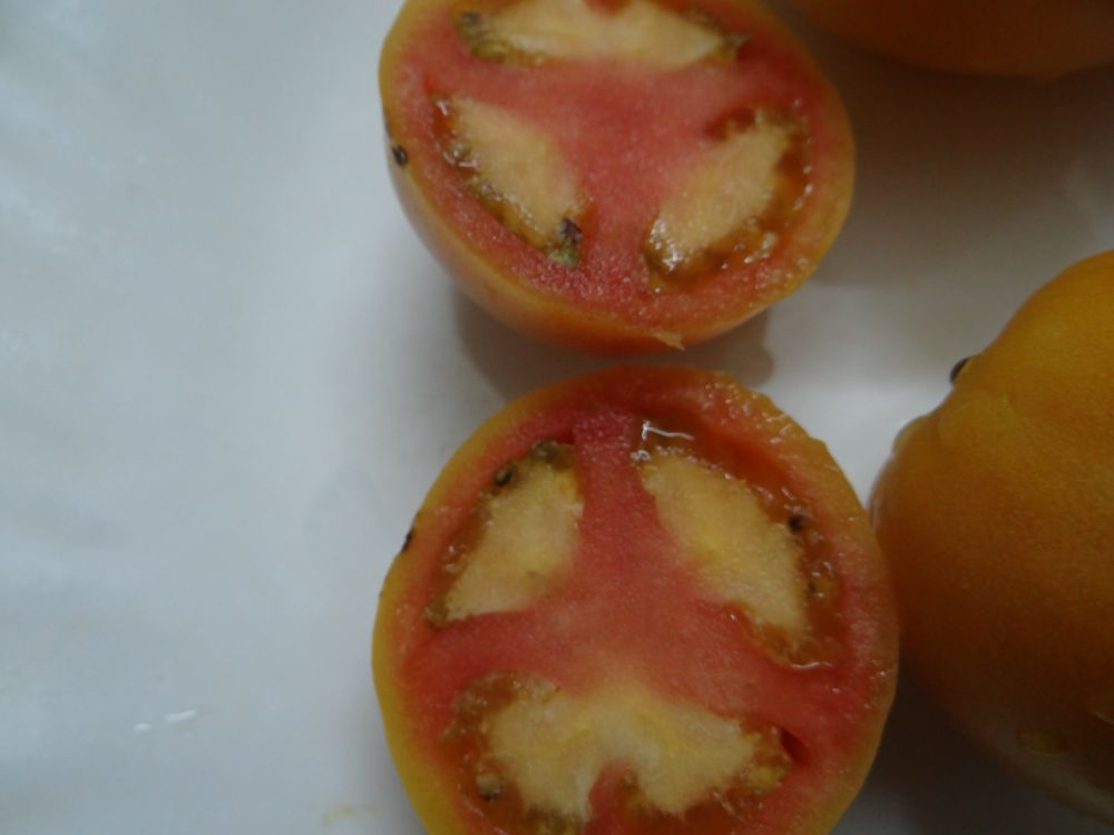 Томат закат лета. Томат Минигольд. Итальянский томат Фрутта долгохранящийся.