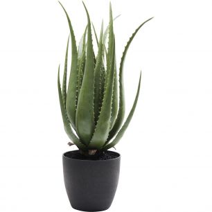 Предмет декоративный Aloe, коллекция Алоэ