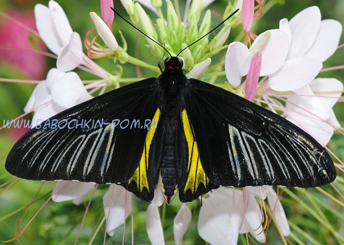 Живая бабочка Troides Rhadamantus (Золотая Птицекрылка)