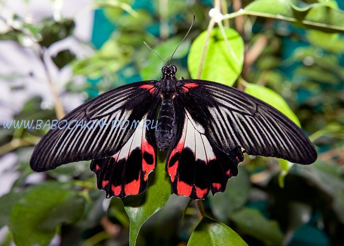 Живая бабочка Papilio Rumanzovia (Парусник Румянцева)