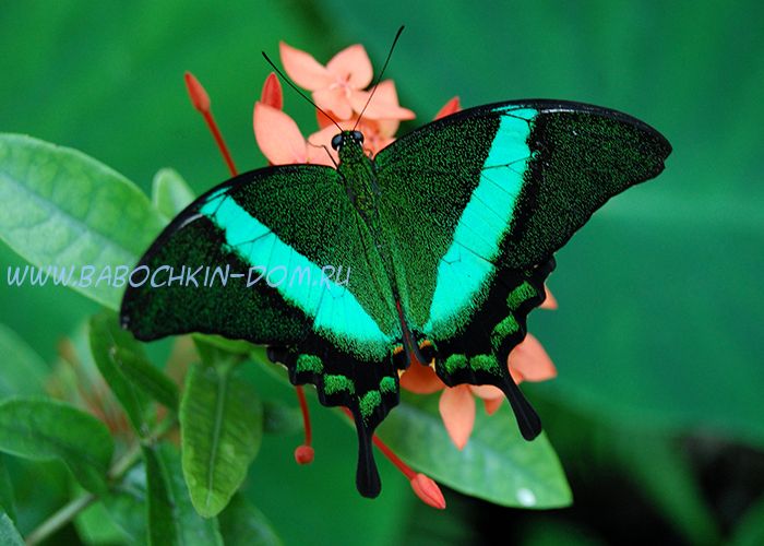 Живая бабочка Papilio Palinurus (Парусник Палинур)