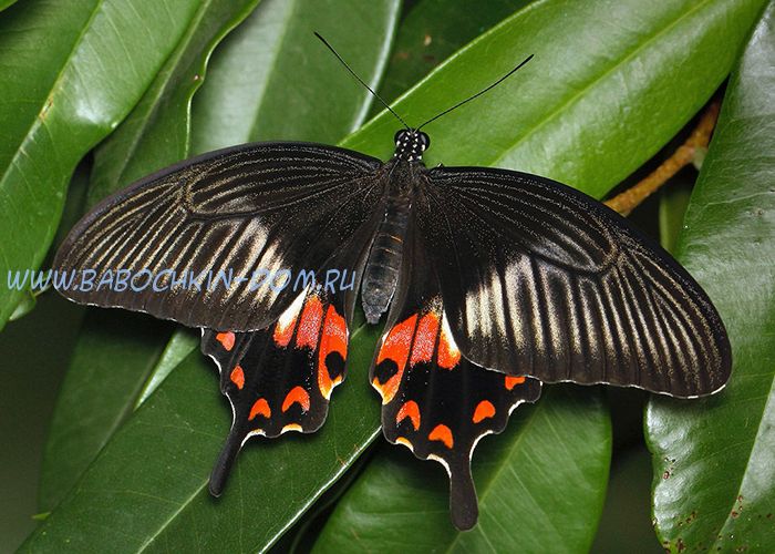 Живая бабочка Papilio Polytes (Парусник Полит)
