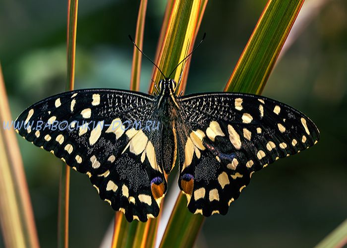 Живая бабочка Papilio Demoleus (Парусник Демолей)