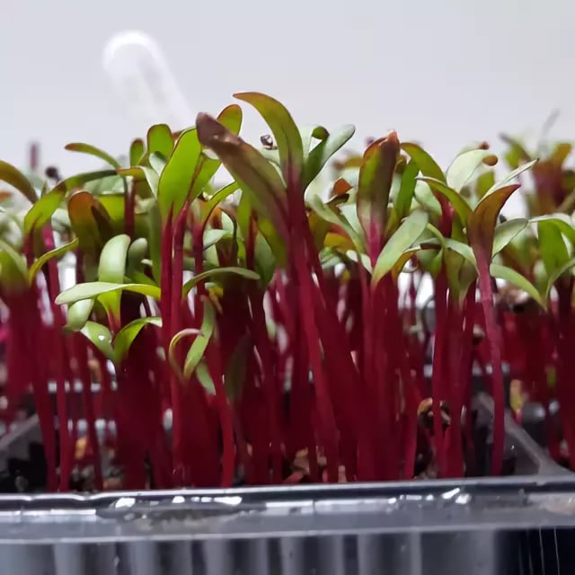 набор для выращивания микрозелень свекла