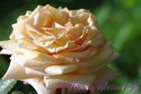 Роза 'Барок' / Rose 'Barock'
