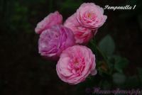Роза 'Помпанелла' / Rose 'Pomponella'