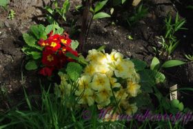 Примула в ассортименте / Primula mix of varieties