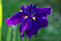 Ирис японский 'Пёпл Парасол' / Iris ensata 'Purple Parasol'
