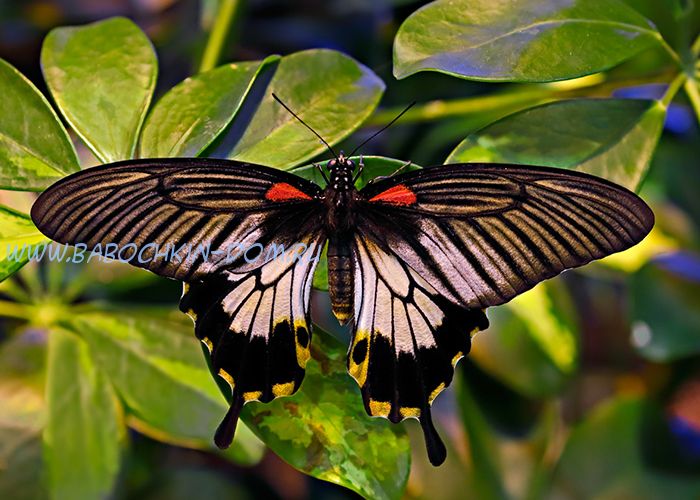 Живая бабочка Papilio Lowi (Парусник Лови)
