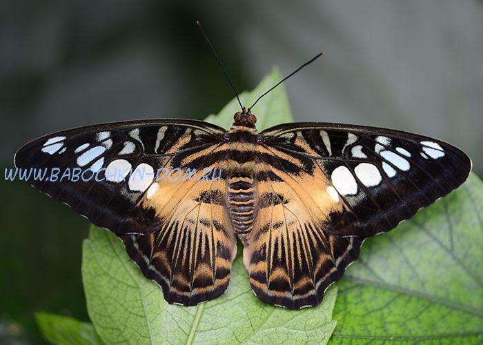 Живая бабочка Parthenos Sylvia (Сильвия Тигровая)