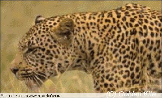 131 Leopard in Grass