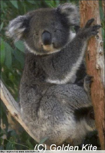 133 Koala