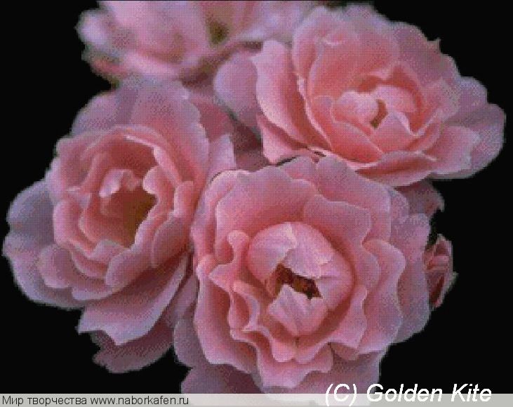 295 Pink Rose