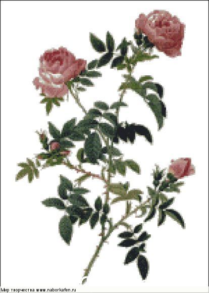 356 Rosa Sepium