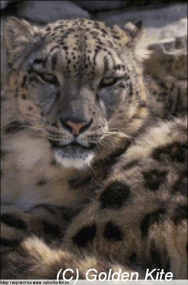 552 Snow Leopard
