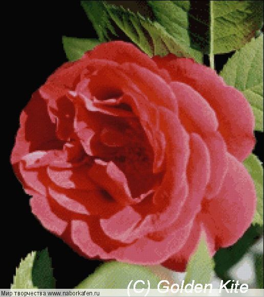 652 Red Rose