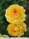 1441 Yellow Roses (small)