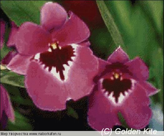 285 Orchid Miltoniopsis
