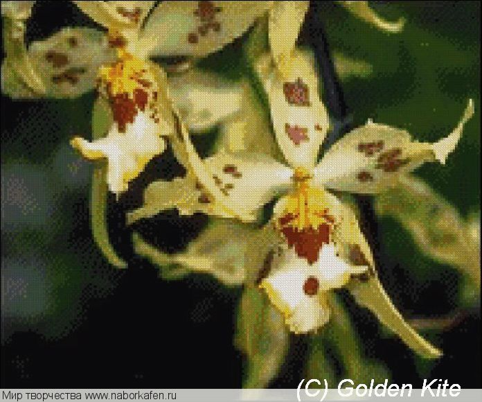 286 Orchid Odontoglossum