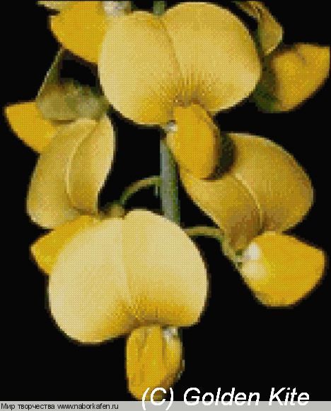 289 Orchid Sophora