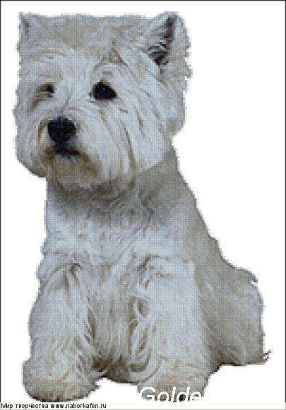 554 West Highland White Terrier