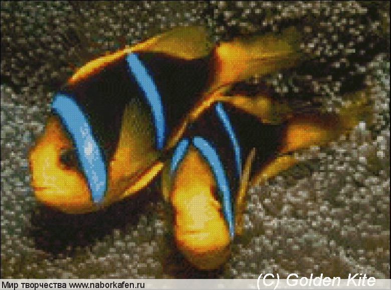 557 Anemone fish