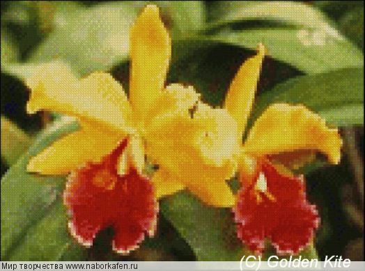 598 Red and Yellow Cattleya