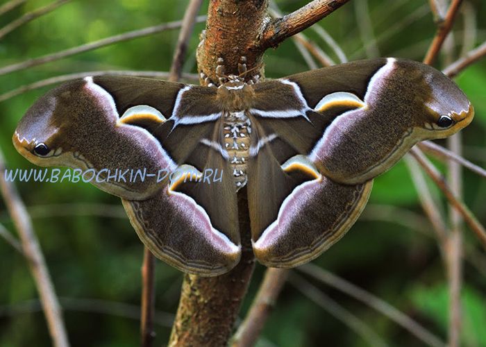 Живая бабочка Samia Сynthia (Айлантовый Шелкопряд)