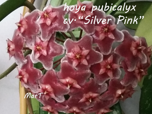 hoya pubicalyx cv. “Silver Pink”