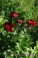 Пион травянистый 'Блэк Бьюти' / Paeonia 'Black Beauty'